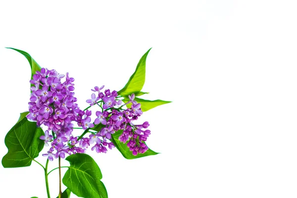 Spring flowers lilac — Stock Photo, Image