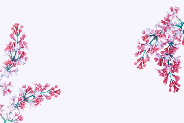 Fleurs de printemps lilas — Photo