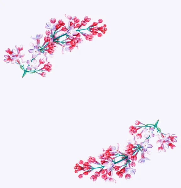 Lente bloemen Lila — Stockfoto