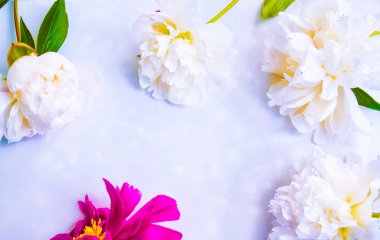 Renkli parlak çiçek şakayık