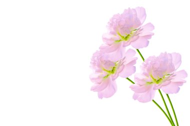 Renkli parlak çiçek şakayık