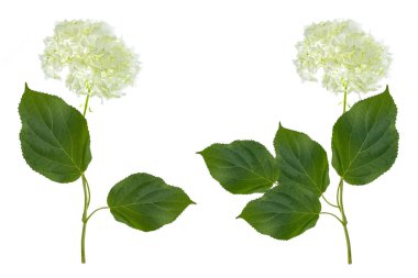 Renkli ortanca çiçek. 