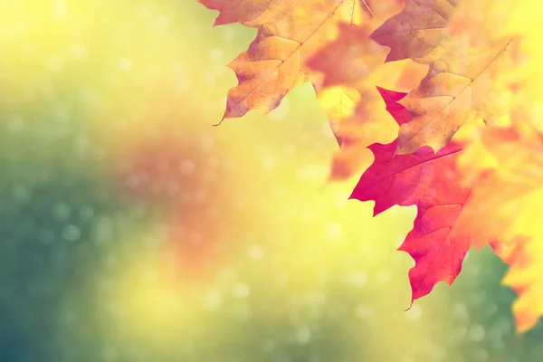与明亮多彩树叶的秋季景观。印度夏季. — 图库照片
