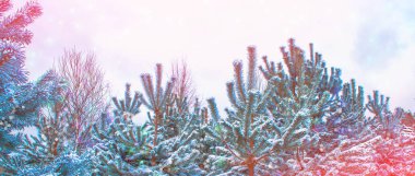  Karla kaplı ağaçlarla donuk kış ormanı.