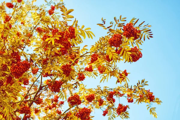 Rowan plody, Sorbus aucuparia, popel z horského stromu. — Stock fotografie