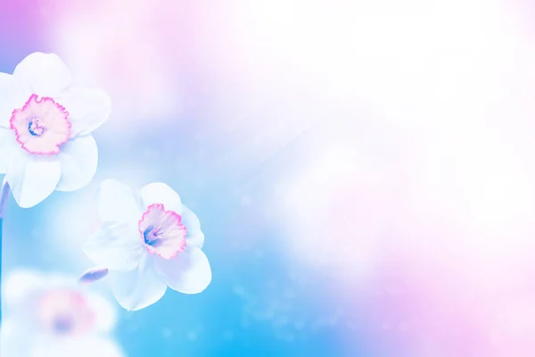 수 선화의 봄 꽃. — 스톡 사진