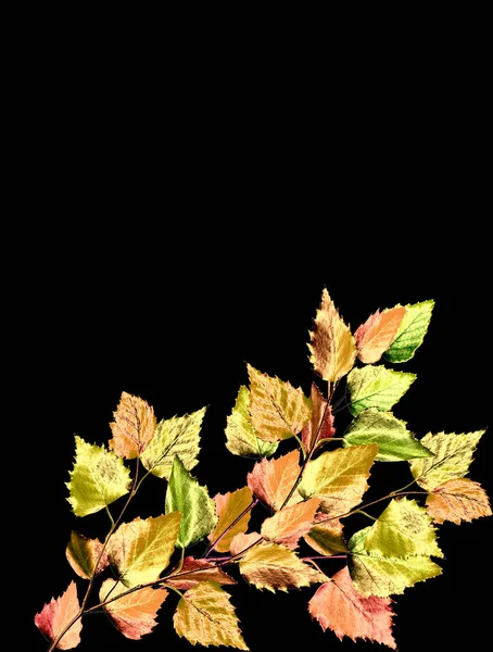 Autumn leaves isolated on black background. — Stock Photo, Image