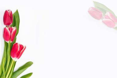 bahar çiçekleri laleler 