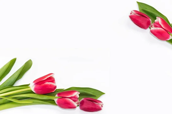 Тюльпани квіти весни — стокове фото
