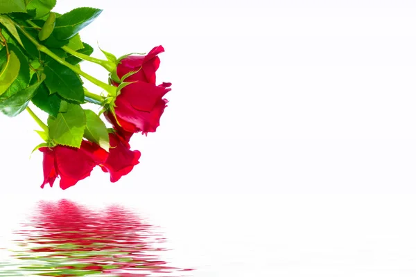Flower bud roses on a white background — Stock Photo, Image