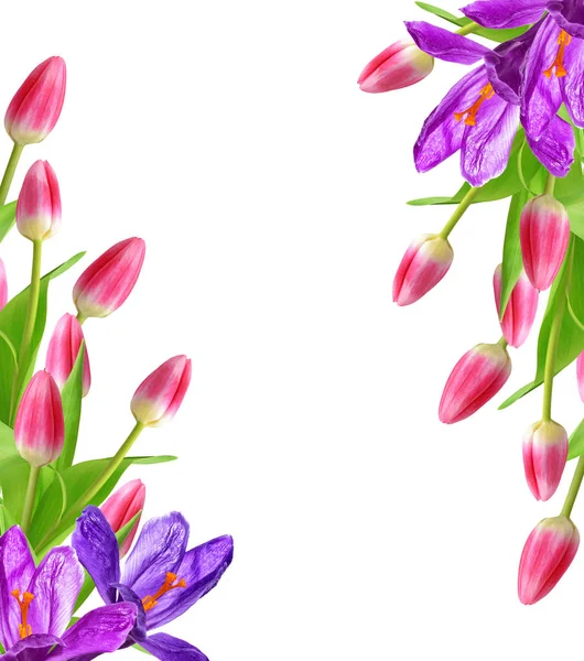 Tavaszi virágok a tulipán — Stock Fotó