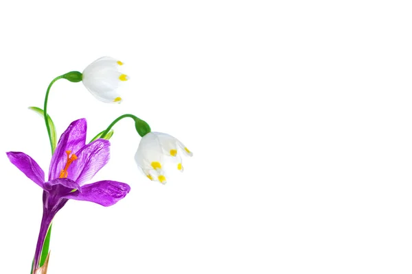 Frühling Blume Schneeglöckchen isoliert auf weißem Hintergrund. — Stockfoto