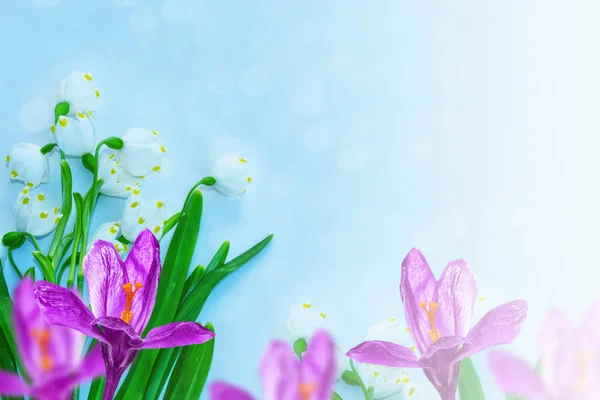 De eerste delicate lente bloem sneeuwklokje. — Stockfoto