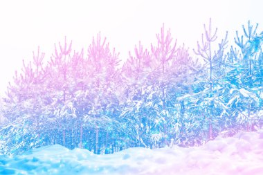  Karla kaplı ağaçlarla donuk kış ormanı.