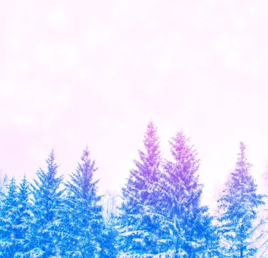  Karla kaplı ağaçlarla donuk kış ormanı.