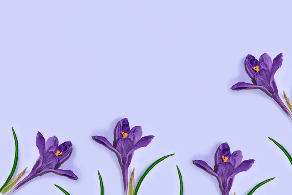Krokusy kwiat — Zdjęcie stockowe