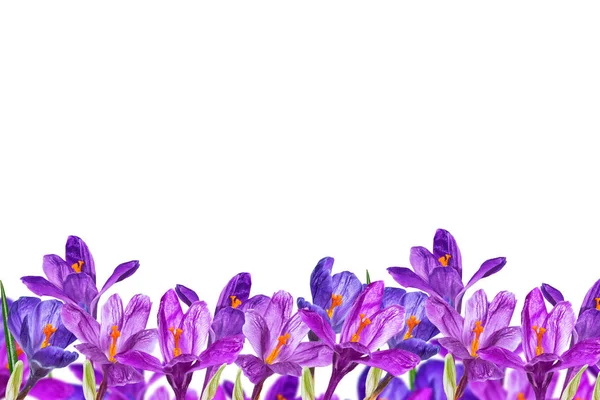 Jarní květina šafrán izolovaných na bílém pozadí. — Stock fotografie