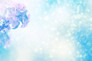 Çiçek açması şube elma. 