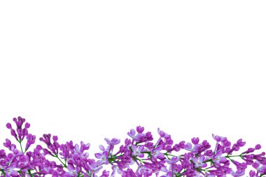 Bahar çiçek leylak 