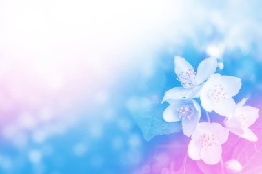 Yasemin şube hassas bahar çiçekleri beyaz