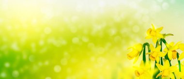 Bahar çiçeği nergis.