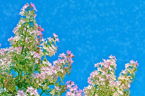 Яскраві і барвисті квіти бузковий — стокове фото