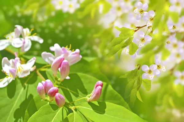 Cereja de ramo florescente — Fotografia de Stock