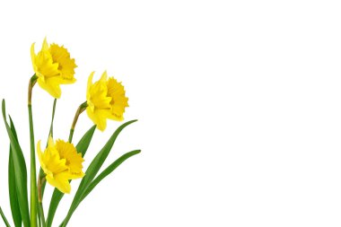 våren blommor narcissus isolerad på vit bakgrund