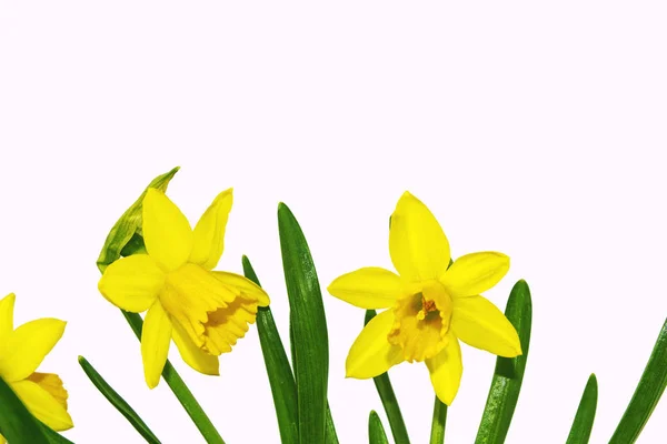 Våren blommor narcissus isolerad på vit bakgrund — Stockfoto