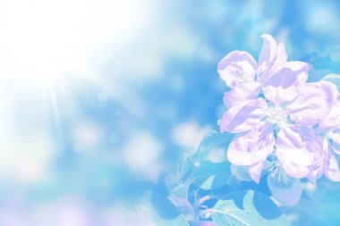 Çiçek açması şube elma. 