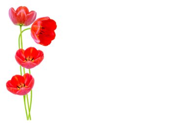 bahar çiçekleri laleler 