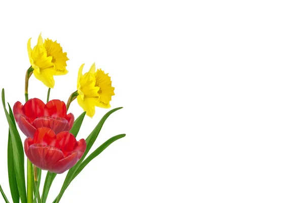 Bright colorful spring flowers of daffodils and tulips isolated — Stock Photo, Image