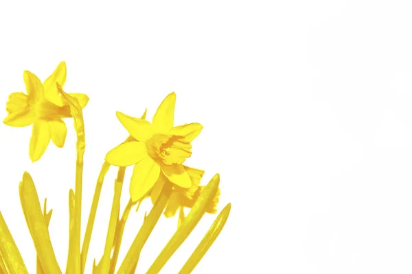 Primavera flores narciso aislado sobre fondo blanco — Foto de Stock
