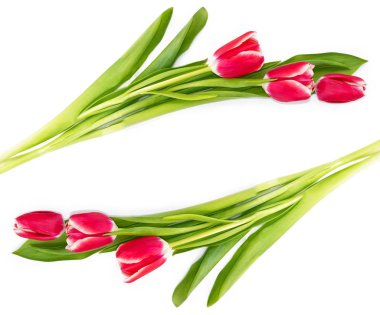 bahar çiçekleri laleler 