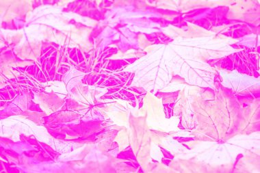 Parlak renkli yaprakları ile sonbahar arka plan.