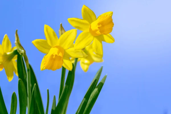 Frühlingsblumen der Narzissen. — Stockfoto