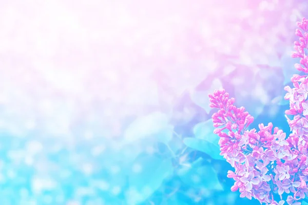 鲜艳鲜艳的花朵丁香花 — 图库照片