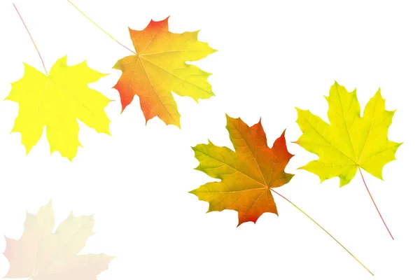 Leuchtend bunte Herbstblätter — Stockfoto