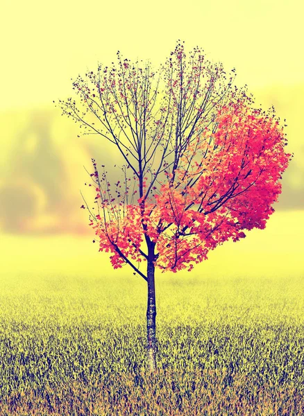 Paisaje de otoño. Coloridos hermosos árboles de otoño en el parque —  Fotos de Stock