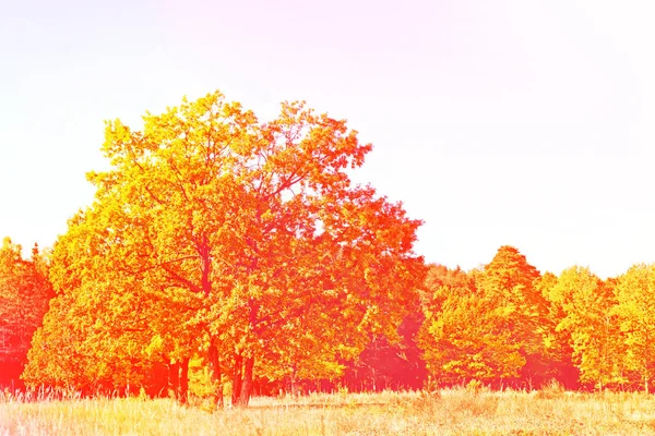 Jesienny krajobraz. Kolorowe, kolorowe drzewa w parku. — Zdjęcie stockowe