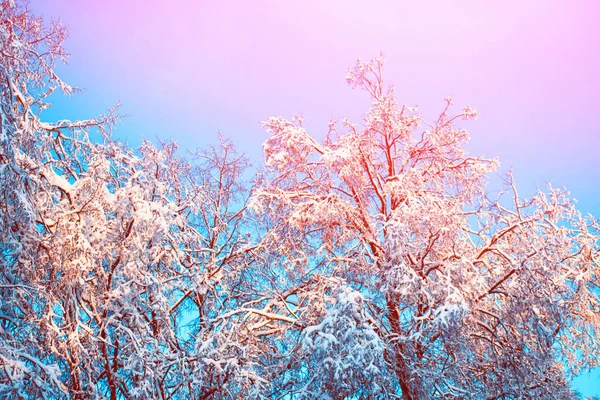 Forêt d'hiver gelée avec arbres enneigés. — Photo