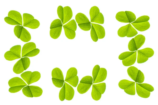 Green clover leaves isolated on white background. St.Patrick 's — Stock Photo, Image