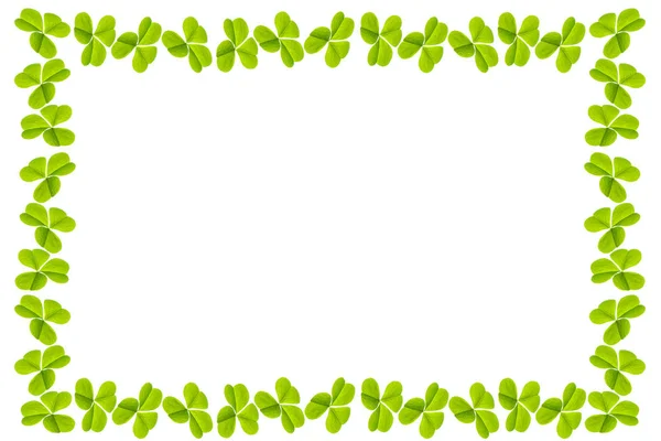 그린 클로버 잎에 고립 된 흰색 배경. 성 패 트 릭의 — 스톡 사진