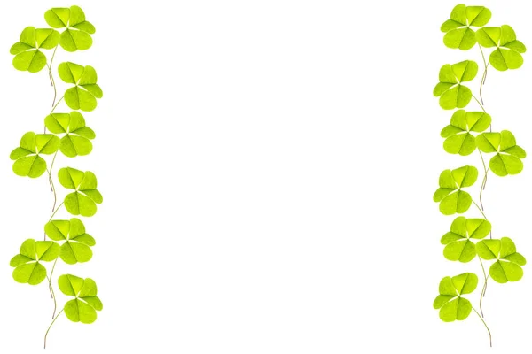 Зеленый клевер листья изолированы на белом фоне. Святой Патрик — стоковое фото