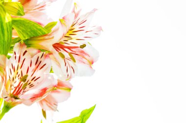 Beyaz arka planda izole edilmiş parlak alstroemeria çiçekleri.