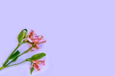 Parlak renkli alstroemeria çiçekler. 