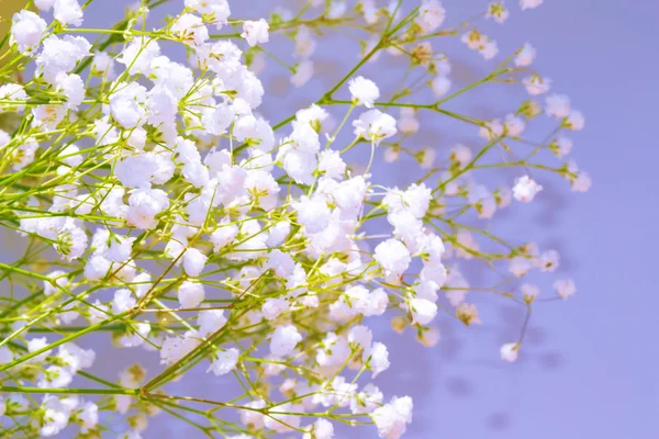 Fundal floral natural de flori margarete strălucitoare — Fotografie, imagine de stoc