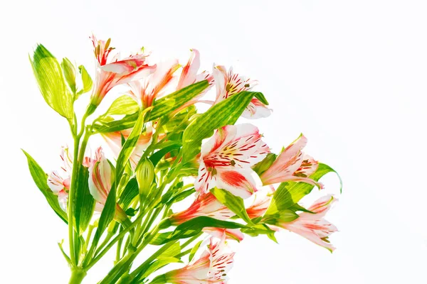 Fleurs alstroemeria lumineuses isolées sur fond blanc . — Photo