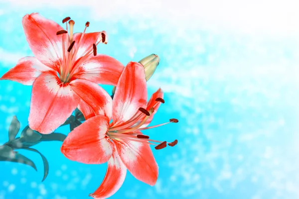 Kolorowe, piękne kwiaty lilia na tle lato — Zdjęcie stockowe