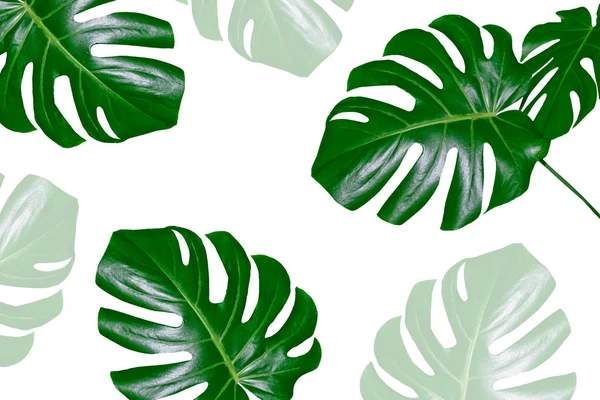 Квітковий фон з зеленого листя монстрів і папоротей — стокове фото